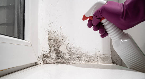 Best Carpet water damage restoration  in Minor, AL